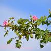 Wild Pink Rose Branch   Limited Print of 5  Mount Sizes A4 16x12 20x16