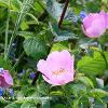 Wild Roses	Limited Print of 5 20 x 16  16 x 12