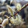 March 2021 Willow Catkins Limited Print of 5  Mount Sizes A4 16x12 20x16