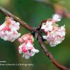 Winter Viburnum  Limited Print of 5 A4 16x12 20x16