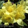 Yellow Rhododendron  Limited Print of 5 20 x 16  16 x 12