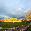 Autumn Glory 1  Limited Print of 5 Mount Sizes  A4 16x12 20x16