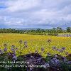 From Hartley Road in Spring   Limited Print of 5 Mount Sizes  A4 16x12 20x16