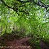 Leafy Lane   Limited Print of 5 Mount Sizes  A4 16x12 20x16