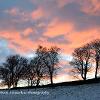 Sundown Treeline  Limited Print of 5 Mount Sizes  A4 16x12 20x16