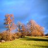 Sunlit Trees Hartley.  Limited Print of 5  Mount Sizes