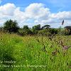 Through the Meadow  Limited Print of 5 Mount Sizes  A4 16x12 20x16