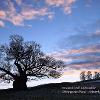 Ancient Oak Silhouette  Limited Print of 5 Mount Sizes  A4 16x12 20x16
