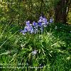 Bluebells Bloom in Stenkrith.  Limited Print of 5  Mount Sizes 8x10 12x10 16x12 20x16