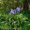 Bluebells Bloom in Stenkrith 	Limited Print of 5  Mount Sizes 16x12 20x16
