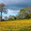 Buttercup Field.  Limited Print of 5  Mount Sizes