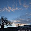 Horse and Tree Skyline  Limited Print of 5  Mount Sizes 20x16 16x12 A4