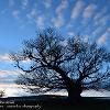 Reaching for the Clouds  Limited Print of 5 Mount Sizes  A4 16x12 20x16