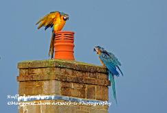 parrots