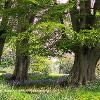 Warcop Oaks   Limited Print of 5 Mount Sizes 16x12 20x16