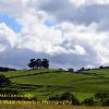 Wharton Oak Landscape  Limited Print of 5 Mount Sizes  A4 16x12 20x16