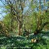 Wild Garlic Carpet.  Limited Print of 10  Mount Sizes