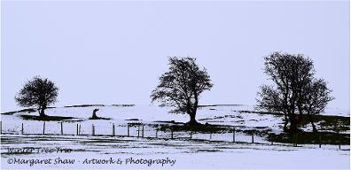 Winter Tree Trio