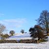 Winters Trees  Limited Print of 5 Mount Sizes  A4 16x12 20x16