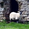 Ewe want to enter Pendragon?