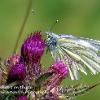 Green Veined White 1 on Thistle.  Limited Print of 5.  Mount Sizes A4 16x12