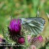 Green Veined White 2 on Thistle.  Limited Print of 5.  Mount Sizes A4 16x12