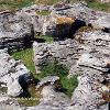 Limestone Turtle.  Limited Print of 5.  Mount Sizes A4 16x12  20x16