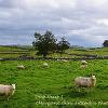 Shap Sheep 1 	limited Print of 5  Mount Sizes 16x12 20x16