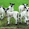 4 3 2 1 0 	Linited Print of 5.  Mount Sizes 16x12 20x16