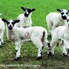 43210  Limited Print of 5 Mount Sizes 20x16 16x12 A4