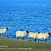 Can Ewe Swim?  Limited Print of 10  Mount Sizes 10x8 12x10 16x12 20x16