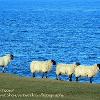 Can Ewe Swim?	Limited Print of 10  Mount Sizes 16x12 20x16