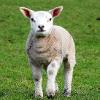 Curious about Ewe Limited Print of 5 Mount Sizes 20x16 16x12 A4