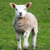 Curious about Ewe	Linited Print of 5.  Mount Sizes 16x12 20x16