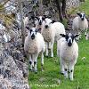 Did Ewe put the wire up?  Limited Print of 5 Mount Sizes 20x16 16x12 A4