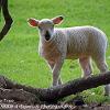 Ewe and the Tree  Limited Print of 5 Mount Sizes 20x16 16x12 A4