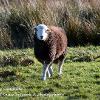 Ewe are my Sunshine   Limited Print of 10 Mount Sizes 20x16 16x12 A4