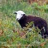 Ewe Following Me  Limited Print of 5 Mount Sizes 20x16 16x12 A4
