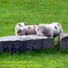 Ewe Know About These Poetry Stones    Limited Print of 5  Mount Sizes 16x12 20x16