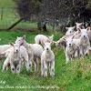 Ewe Playing  Limited Print of 5 Mount Sizes 20x16 16x12 A4
