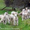 Ewe Playing	Linited Print of 5.  Mount Sizes 16x12 20x16