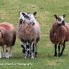 Four Tups   Limited Print of 5 Mount Sizes 20x16 16x12 A4