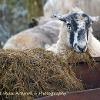 Hay Ewe  Limited Print of 5 Mount Sizes 20x16 16x12 A4