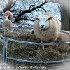 Hay Ewe Too  Limited Print of 5 Mount Sizes 20x16 16x12 A4