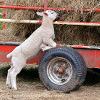 Hay Trailer  Limited Print of 5 Mount Sizes 20x16 16x12 A4