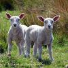 Highland Lads	Linited Print of 5.  Mount Sizes 16x12 20x16