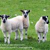 If I can have everyones attention  Limited Print of 5 Mount Sizes 20x16 16x12 A4