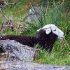 Ignoring Ewe	Linited Print of 5.  Mount Sizes 16x12 20x16