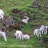 Lamb Adventure  Limited Print of 5 Mount Sizes 20x16 16x12 A4