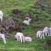 Lamb Adventure	Linited Print of 5.  Mount Sizes 16x12 20x16